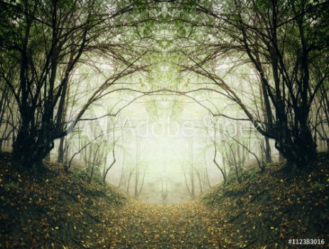 Bild på surreal forest path
